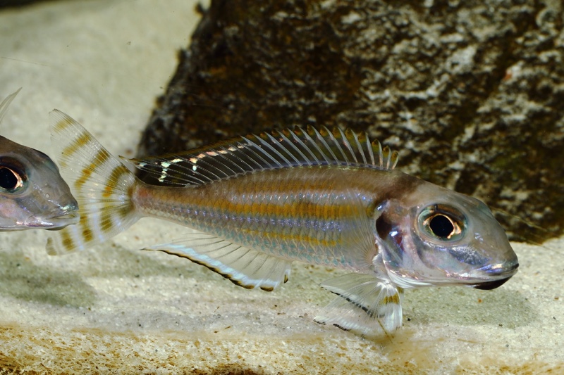 Xenotilapia caudafasciata
